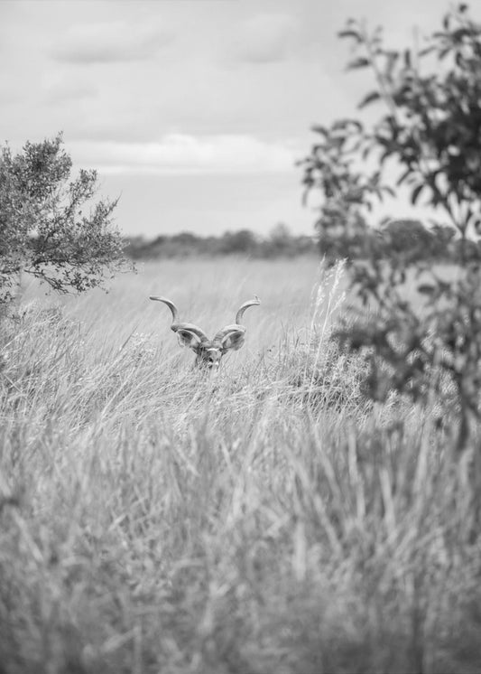 Hidden in the Grass | Poster