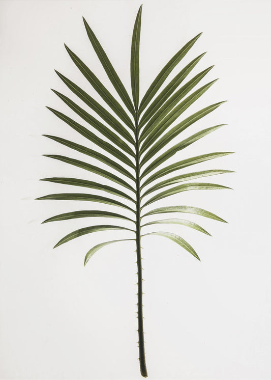 Groene varen | Poster
