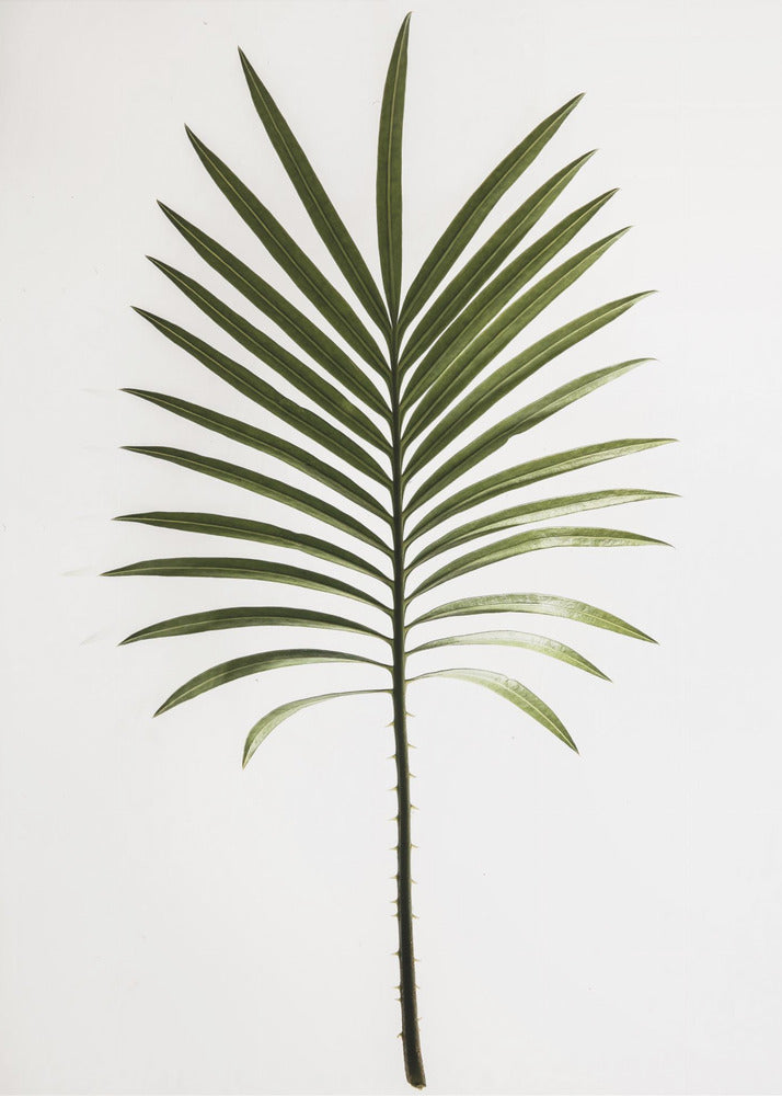 Groene Frond | Canvas