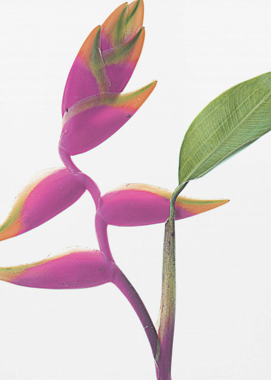 Tropische elegantie | Canvas