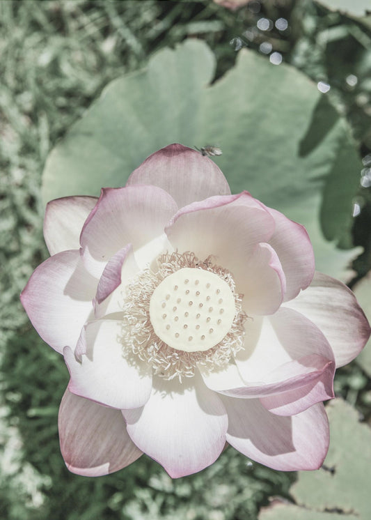 Lotus Sereniteit | Canvas