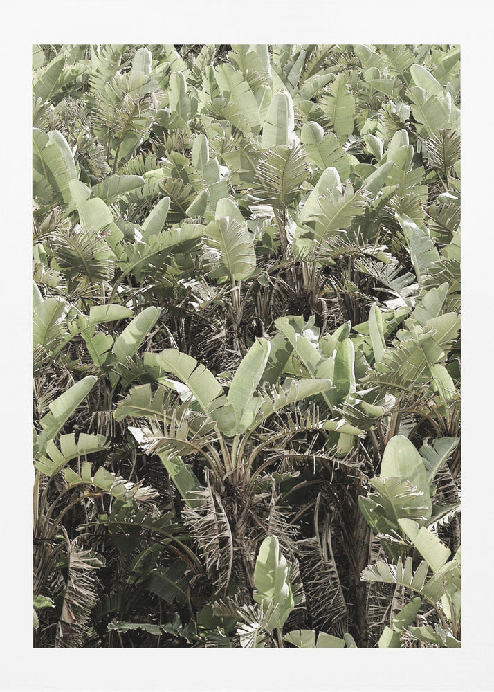 Groen bladerdak | Canvas