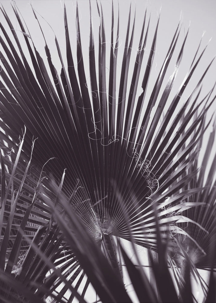 Palmgefluister | Poster