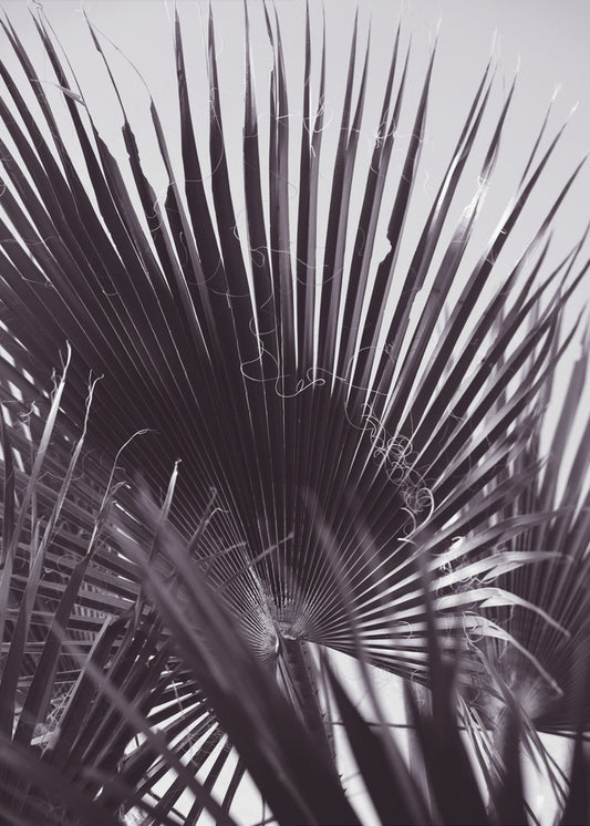 Palm Whisperings | Poster
