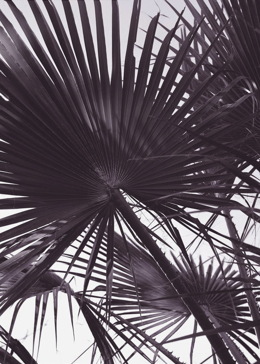 Palm Silhouette | Poster