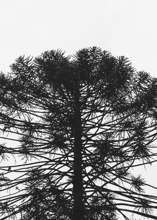 Silhouetsymmetrie | Canvas