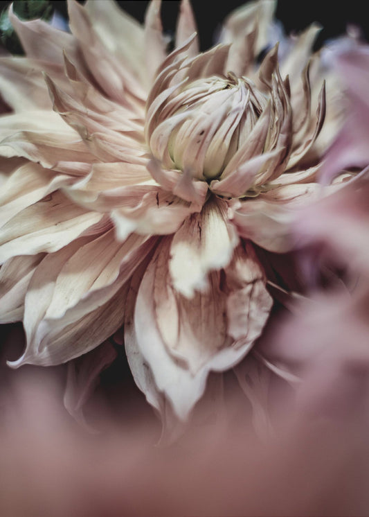 Bloesem Fluistert | Canvas