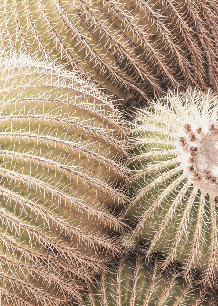 Spiral of Spines | Poster