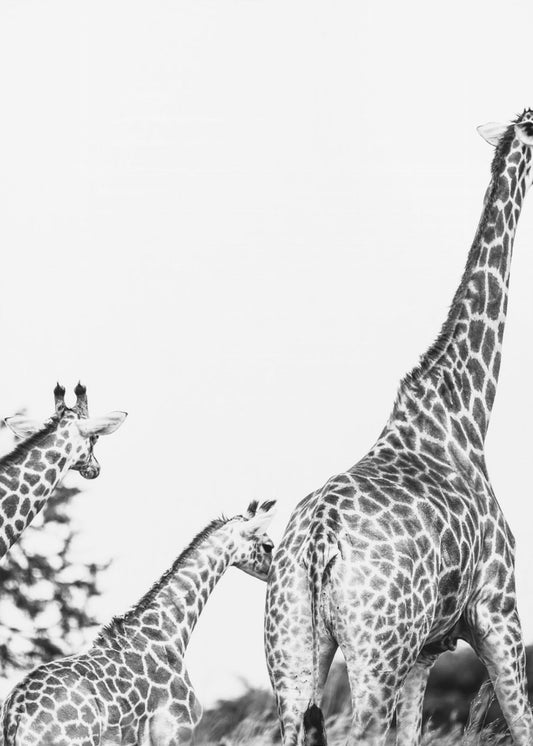 Wandeling met giraffenfamilie | Canvas