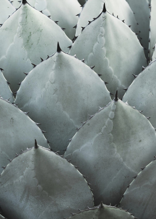 Agave Symmetrie | Canvas