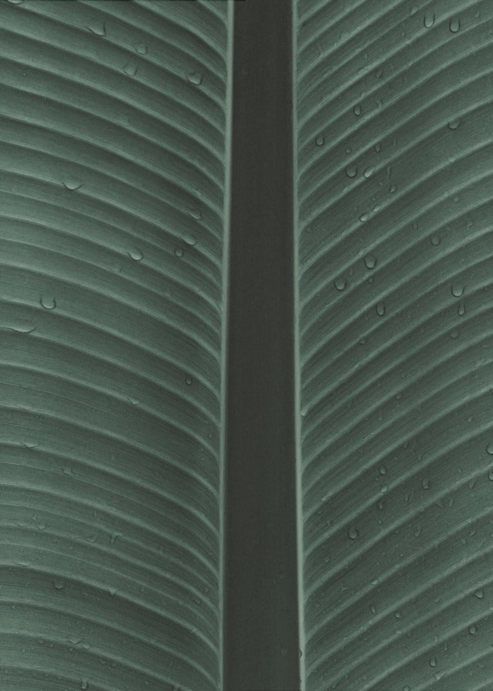 Dauwbladsymfonie | Canvas