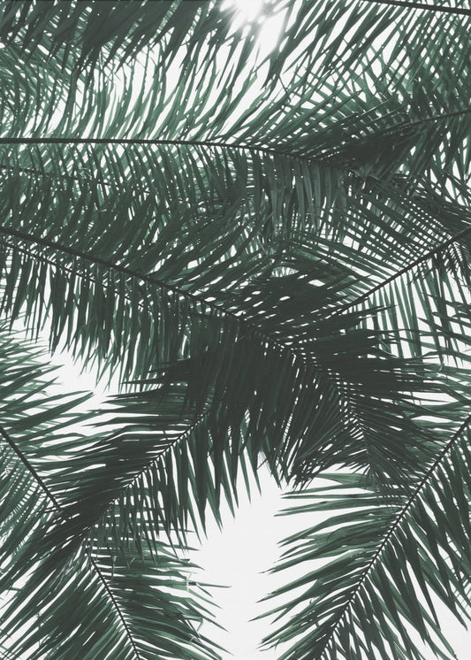 Sunlit Palms Canopy | Poster