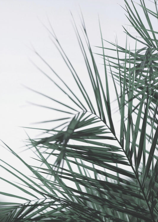 Whispering Palms | Poster