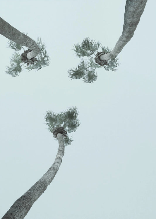 Skyward Palms | Poster