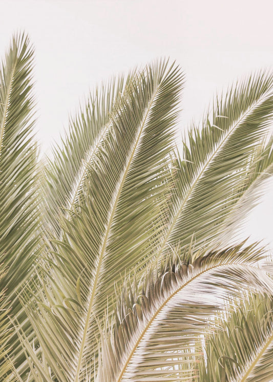 Fronds in the Breeze | Poster