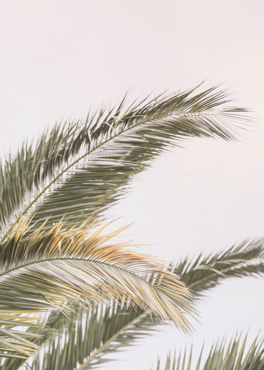 Serene Palms Sway | Poster