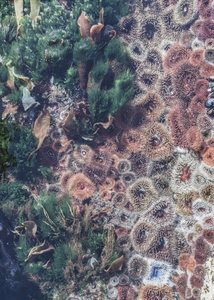 Ocean&#039;s Tapestry | Poster