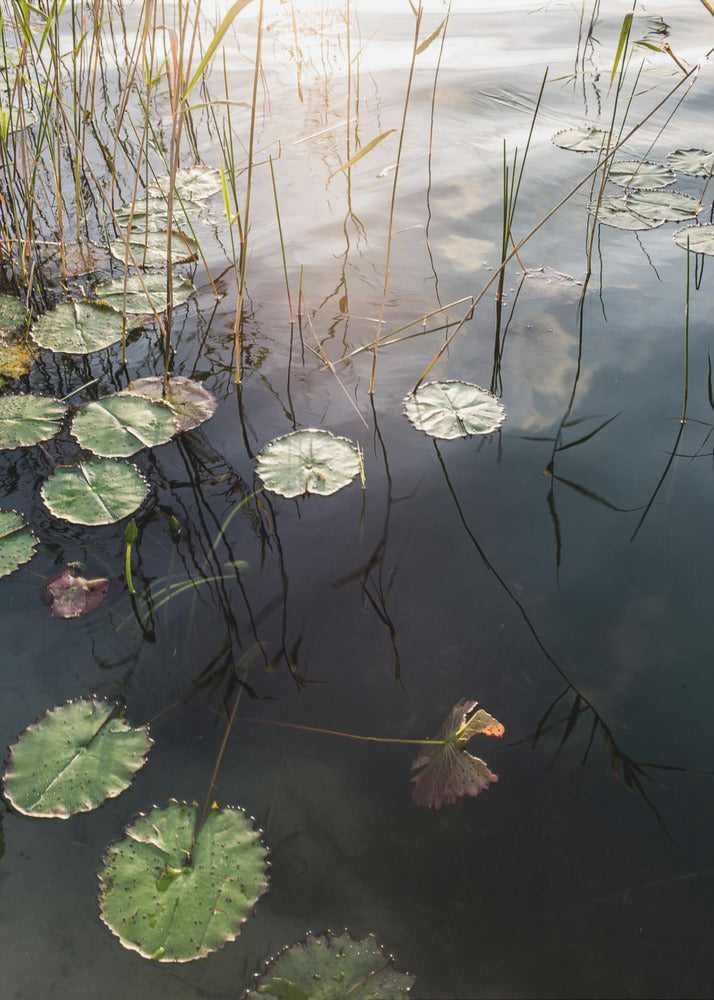 Lily's rustige dageraad | Canvas