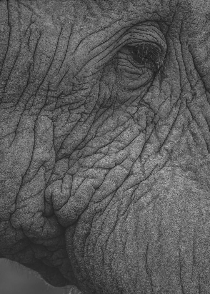 Elephant&#039;s Wisdom | Poster