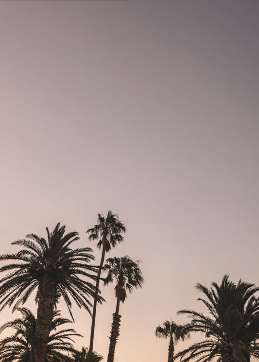 Twilight Palms | Poster