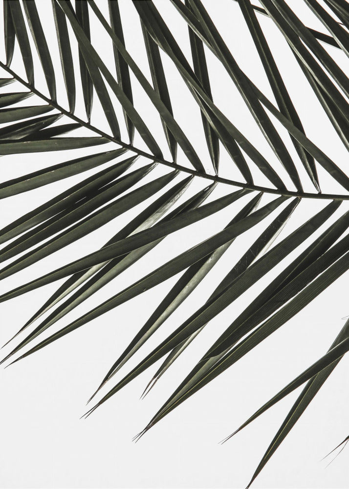 Frond Shadows | Poster