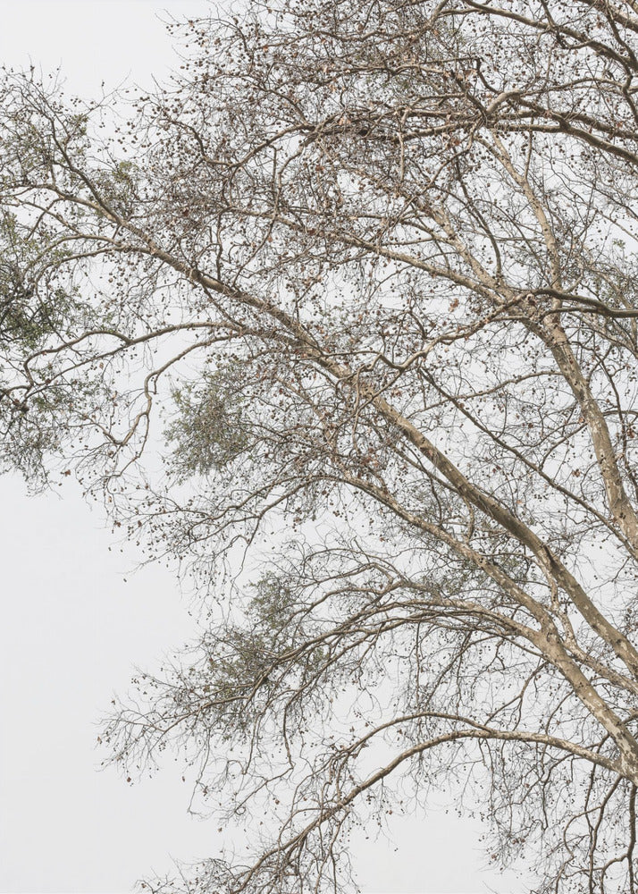 Winter&#039;s Whispering Branches | Poster