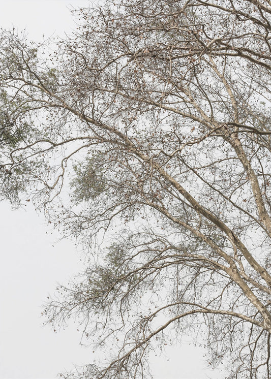 Winter&#039;s Whispering Branches | Poster