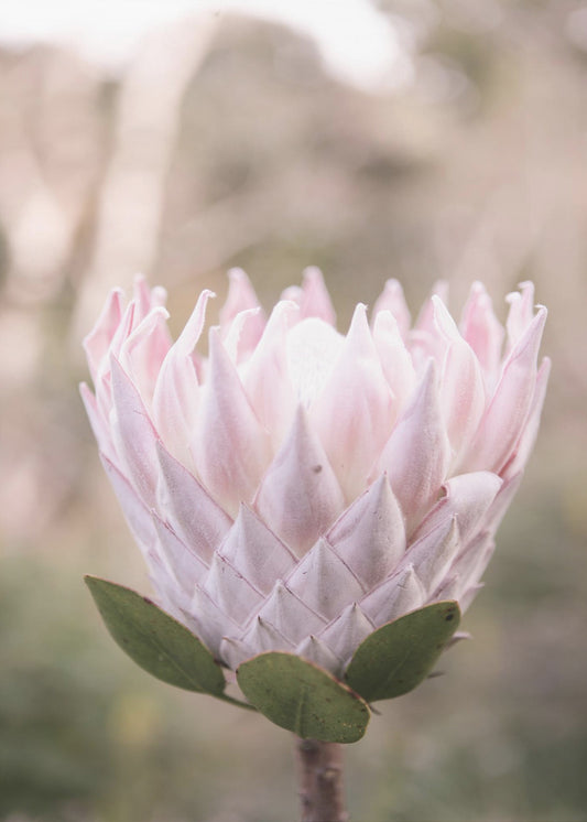 Blossom Majesty | Canvas