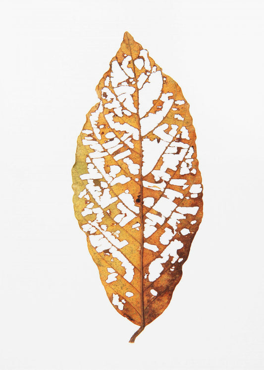 Leaf Skeleton Essence | Canvas