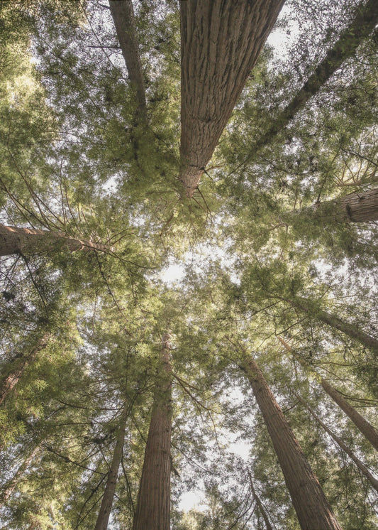 Schoonheid van de natuur | Poster