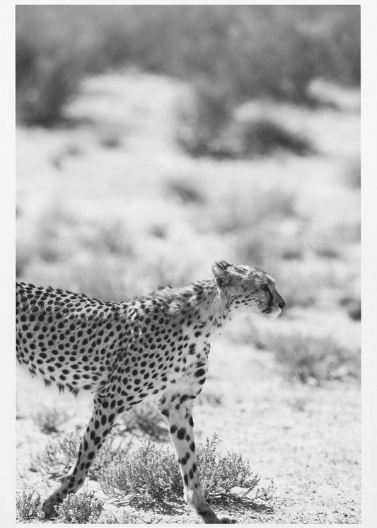 Een wandelende cheeta | Canvas