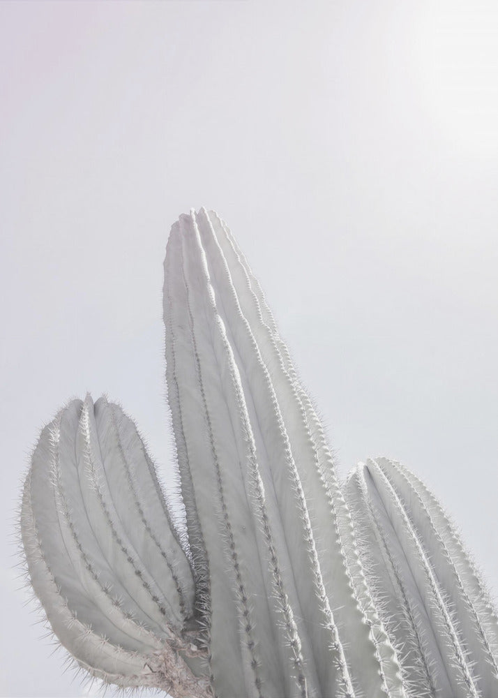 Minimalistische Cactus | Poster