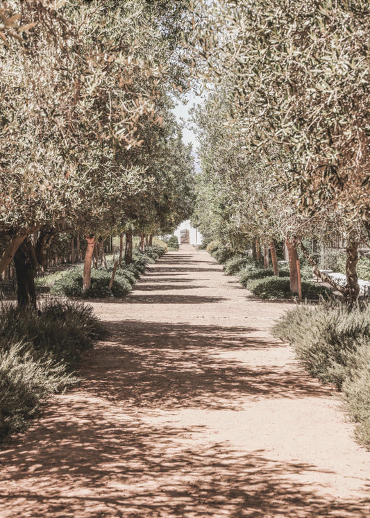 A Serene Tree Lined Path with Sunlight | Poster