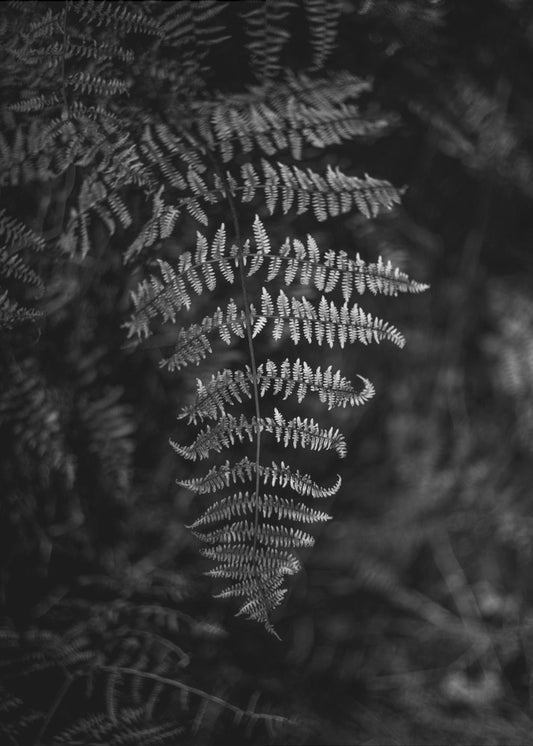 Silver Fern | Poster