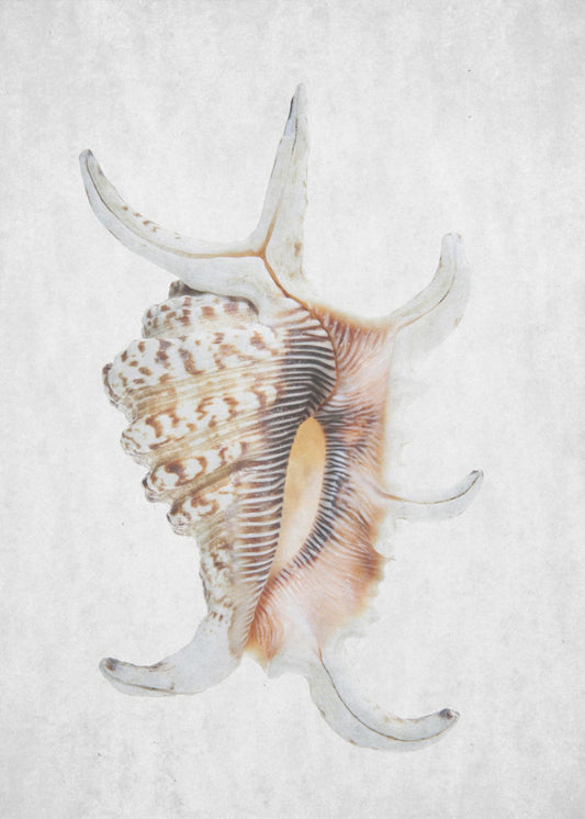 Spiraalschelp | Poster