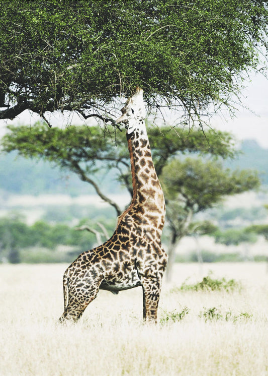 Majestic Giraffe Stretches | Poster