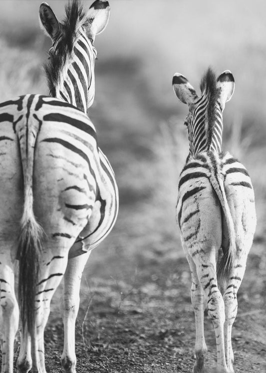 Striped Horse Back Side | Canvas