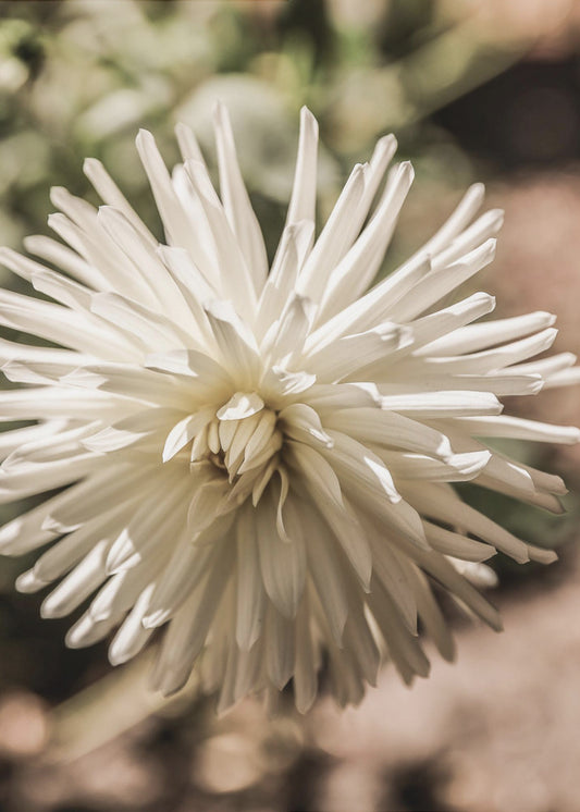 White Blossom Glow | Canvas