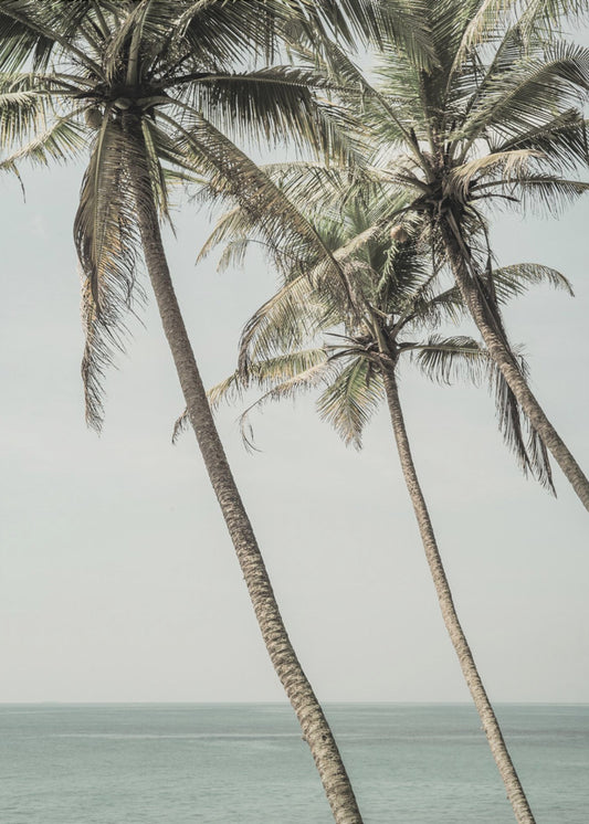 Ocean Breeze Palms | Poster