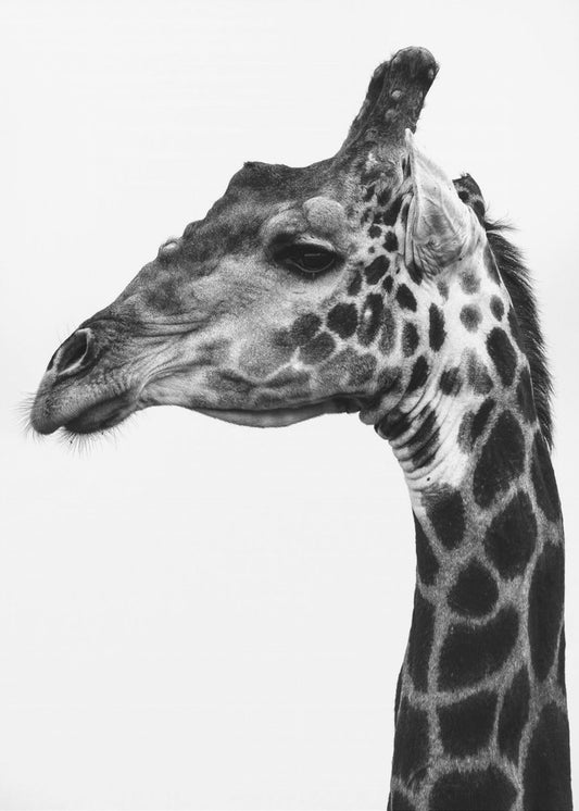 Intricate Patterns Of A Giraffe&#039;s Skin | Canvas