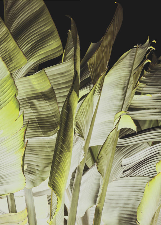 Bananenbladeren in zacht licht | Poster