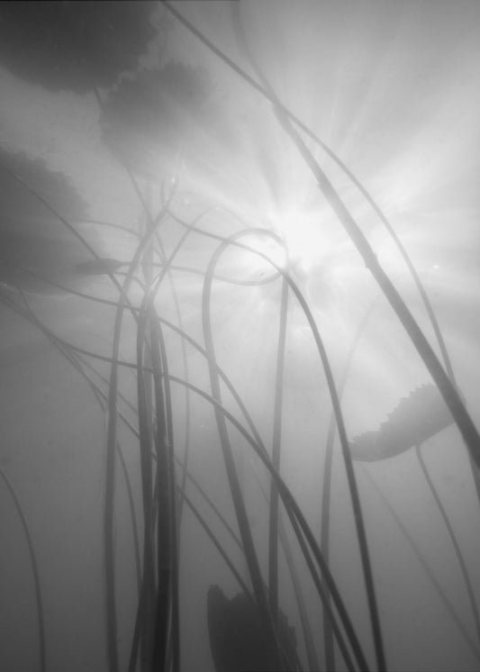 Waterlelie | Canvas