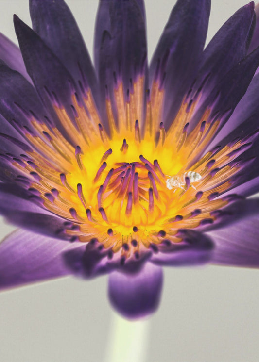Paarse waterlelie | Canvas