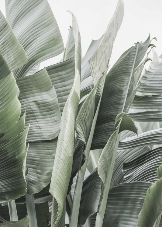 Bananenbladeren in zacht licht | Canvas