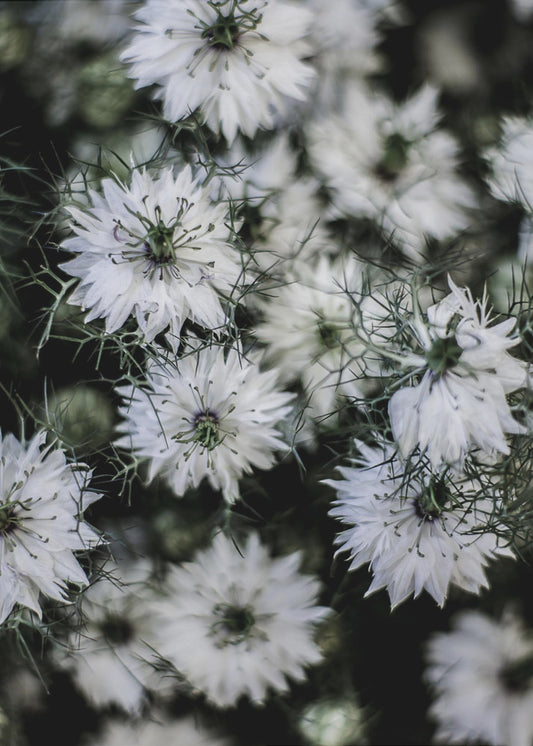 Fluisterende Bloesems | Canvas