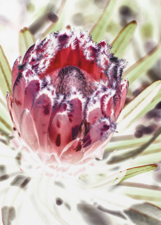 Bloeiende Protea Bloem | Canvas