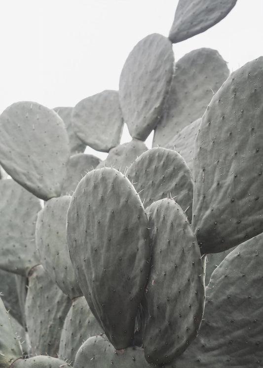 Schoonheid van Cactus | Canvas