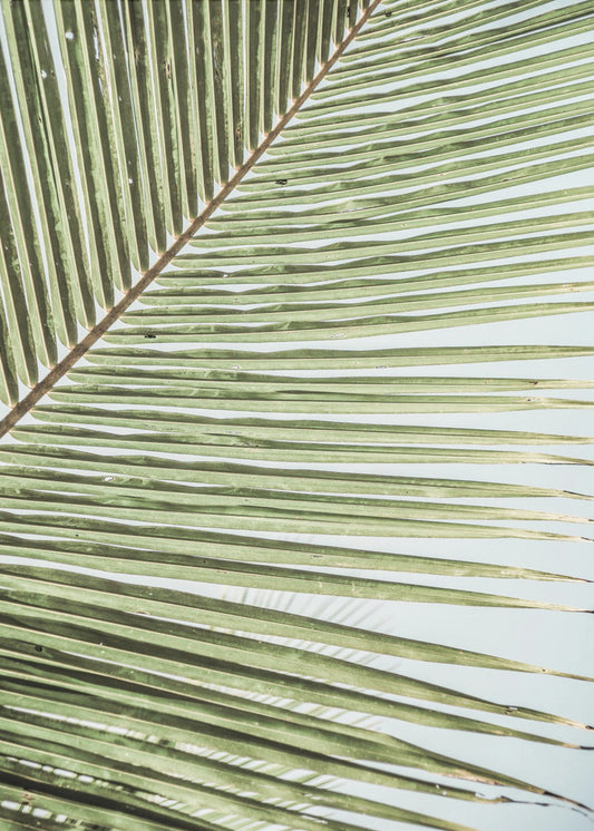 Ingewikkeld patroon van een groen palmblad | Canvas
