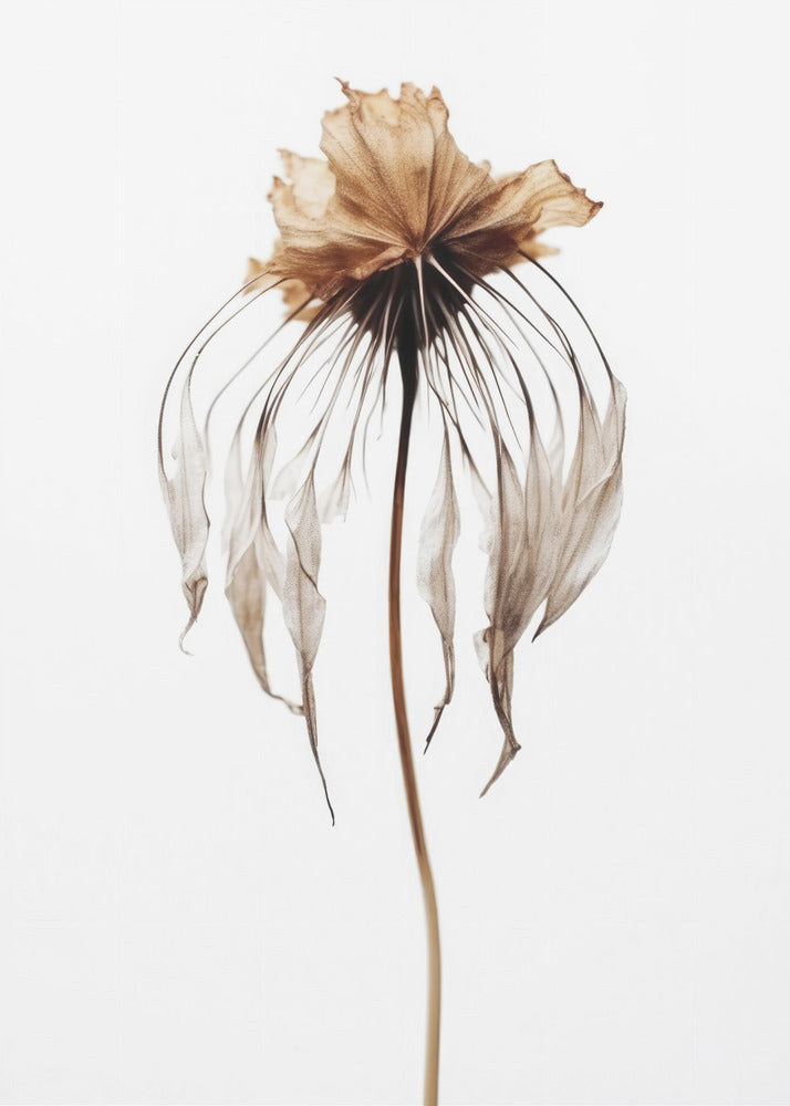 Faded Elegance | Poster