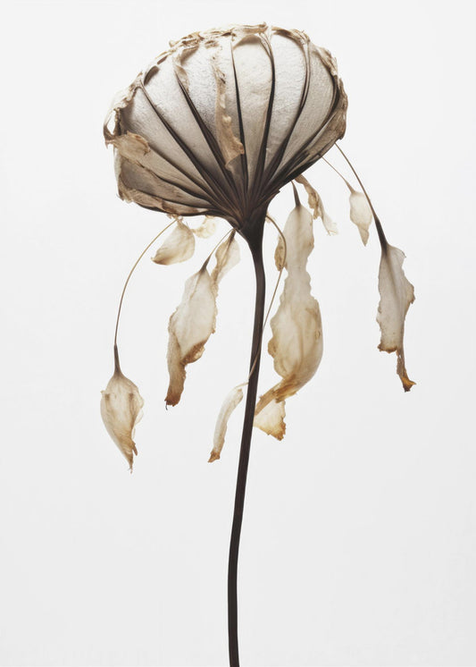 Withered Elegance | Poster